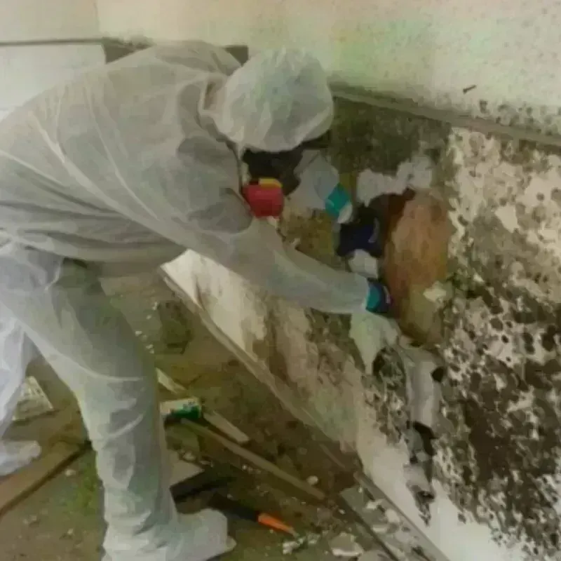 Mold Remediation and Removal in Elbert County, GA